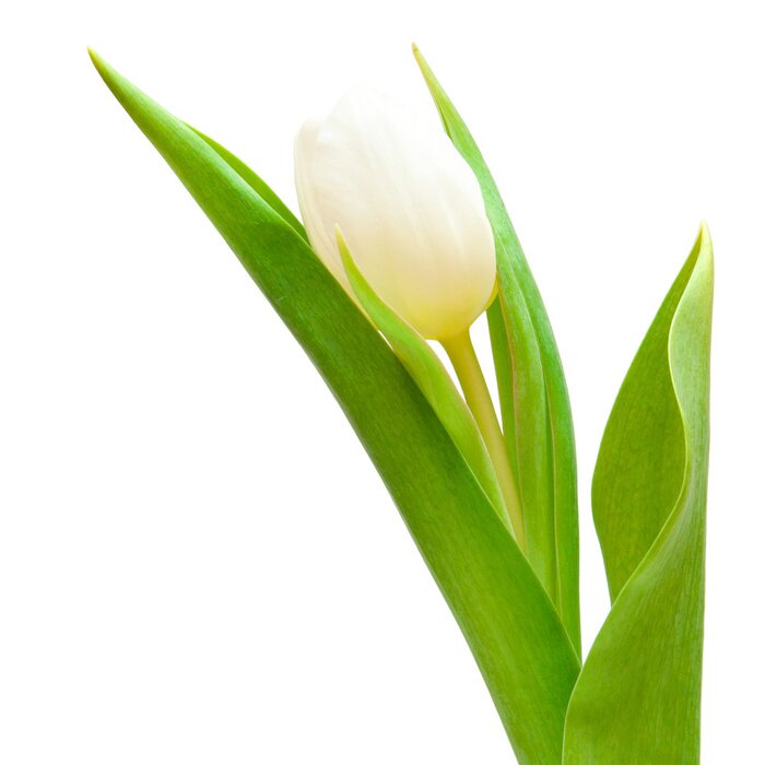 Sticker Weiße Blume mit Blättern