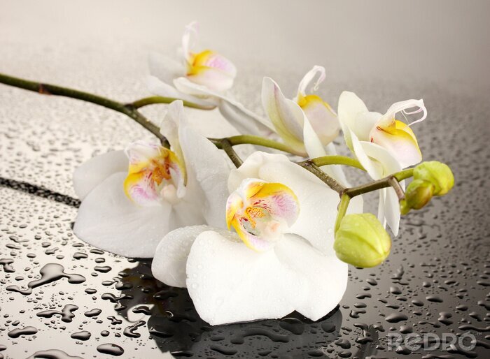 Sticker Weiße Blume mit Wassertropfen