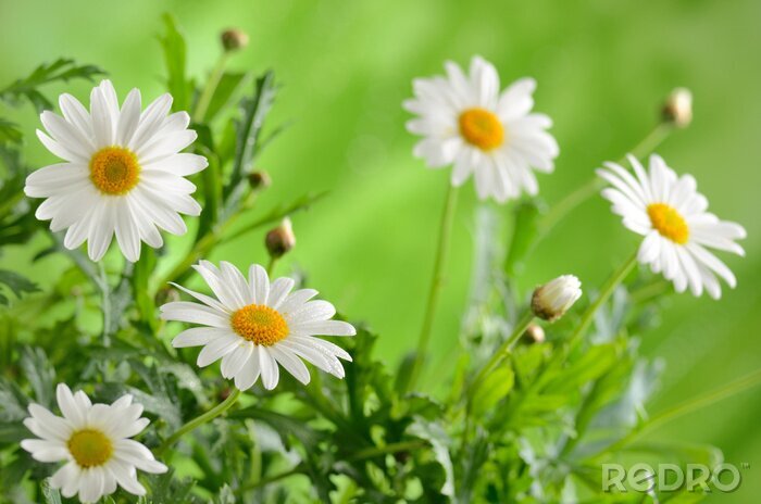 Sticker Weiße Blumen und Natur