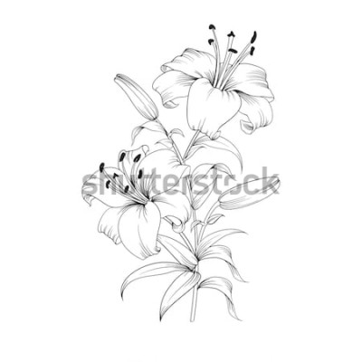 Sticker Weiße Lilie getrennt auf einem weißen Hintergrund. Karte mit blühender Lilie. Vektor-illustration