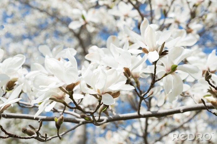 Sticker Weiße Magnolie in voller Blüte