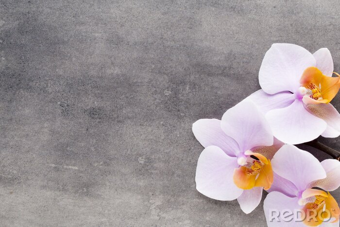 Sticker Weiße Orchidee auf dem Beton liegend