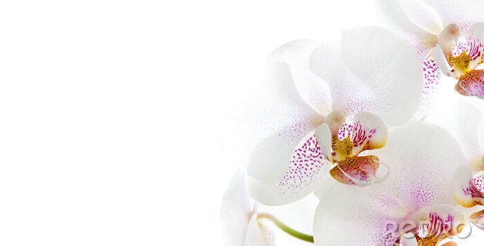 Sticker Weiße Orchidee auf weißem Hintergrund