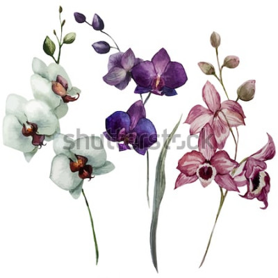 Sticker Weiße Orchidee mit einer violetten und rosa Orchidee