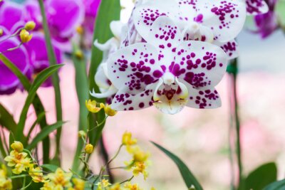 Sticker Weiße Orchidee mit violetten Tupfen