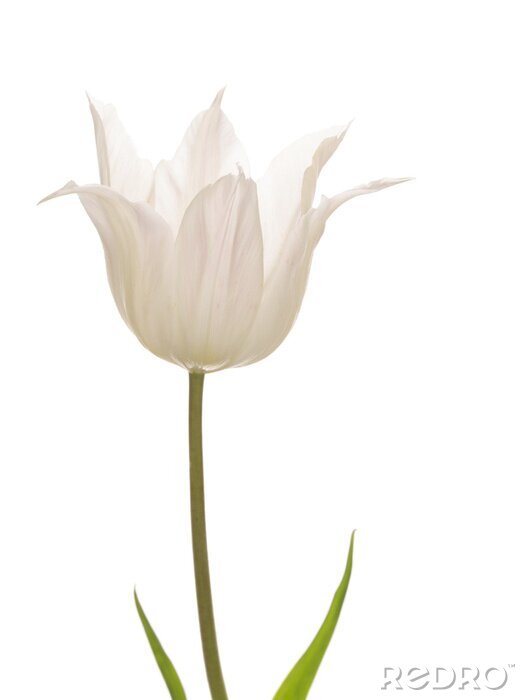 Sticker Weiße zerfranste  Tulpe