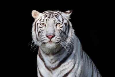 Sticker Weißer Bengal-Tiger auf schwarzem Hintergrund. Das gefährlichste Biest zeigt seine ruhige Größe. Wilde Schönheit einer schweren großen Katze.