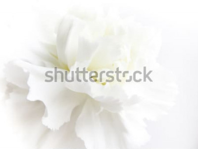 Sticker Weißer Blumenhintergrund. Makro der weißen Blütenblattbeschaffenheit. Weiches verträumtes Bild
