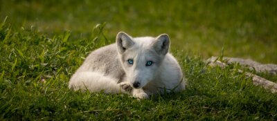 Sticker weißer Fuchs mit blauen Augen