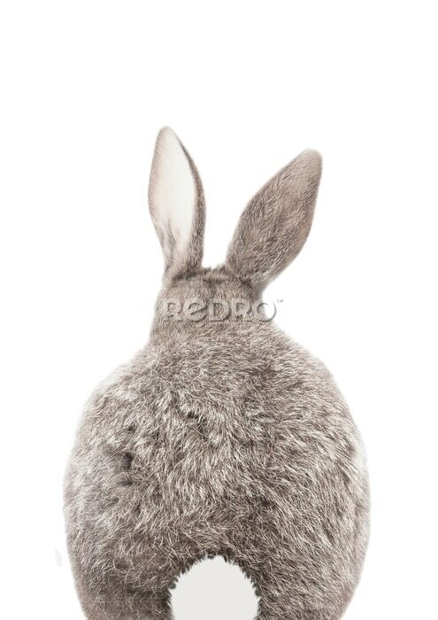 Sticker Weißer Kaninchenschwanz