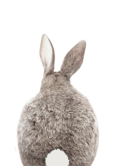 Sticker Weißer Kaninchenschwanz