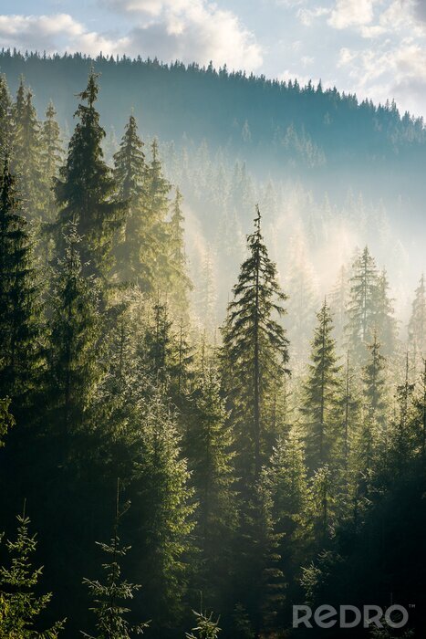 Sticker Weite nadelbäume