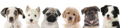 Sticker Welpen verschiedener Rassen