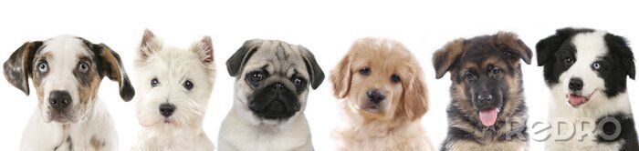 Sticker Welpen verschiedener Rassen