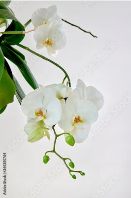 Sticker White orchid