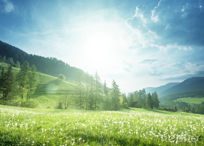 Sticker Wiese mit Löwenzahn