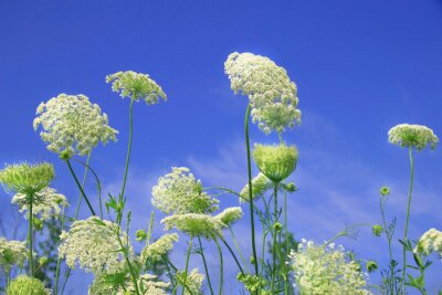 Wilde Blumen und Natur