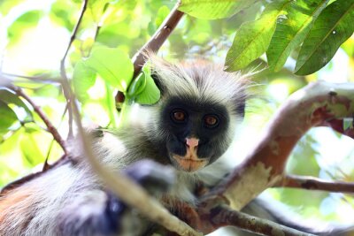 Sticker Wilde Tiere Affe mit rosa Nase und braunen Augen