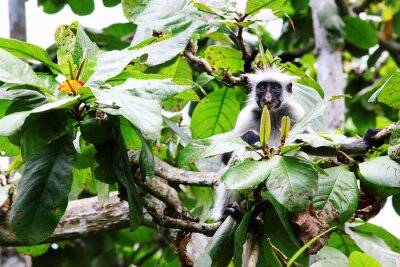 Wilde Tiere Affen schauen hinter den Blättern hervor