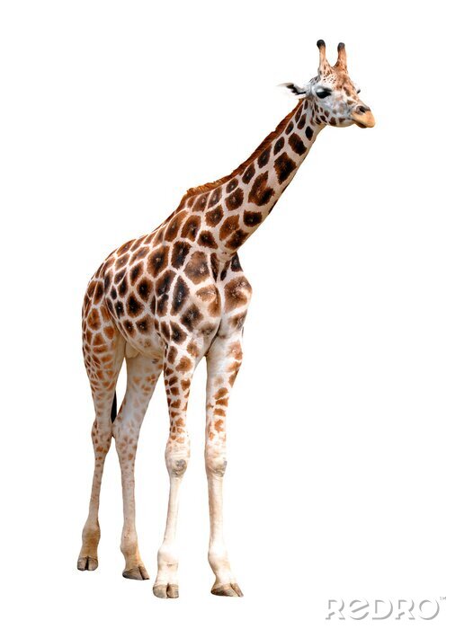 Sticker Wilde Tiere Giraffe mit langen Beinen