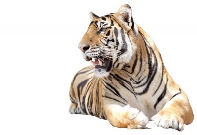 Wilde Tiere liegender Tiger mit offenem Maul