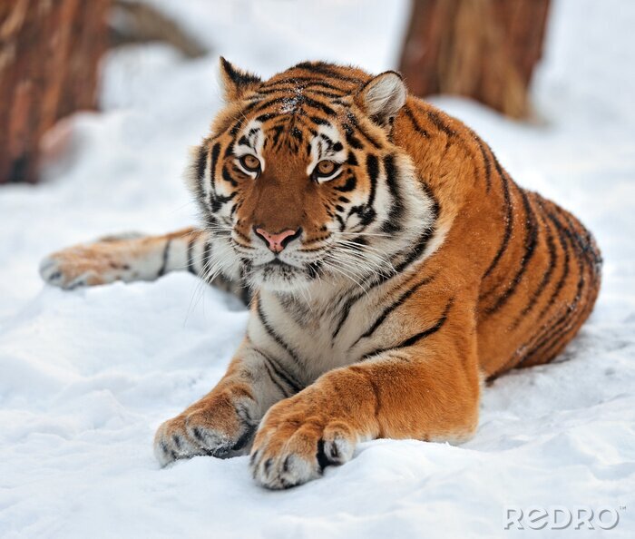 Sticker Wilde Tiere Tiger auf dem Schnee liegend
