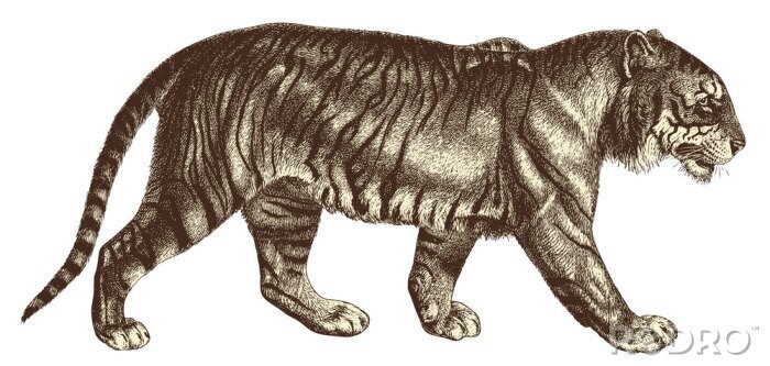 Sticker Wilde Tiere Tiger in Bewegung Skizze