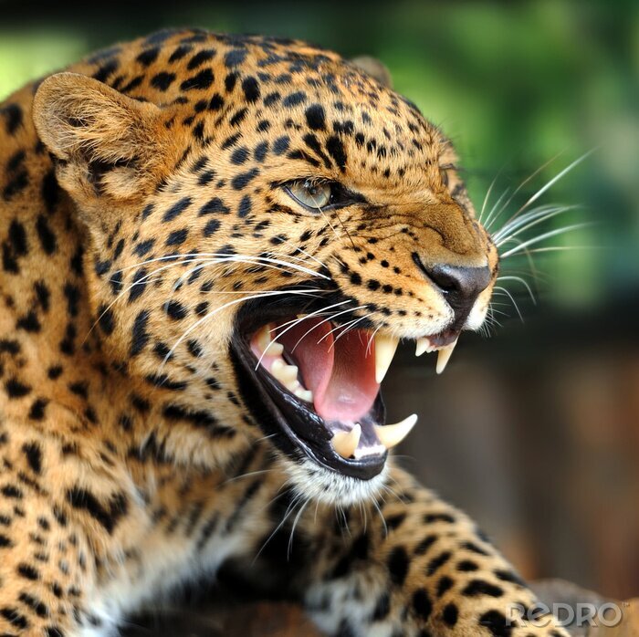 Sticker Wildkatze zeigt ihre Eckzähne