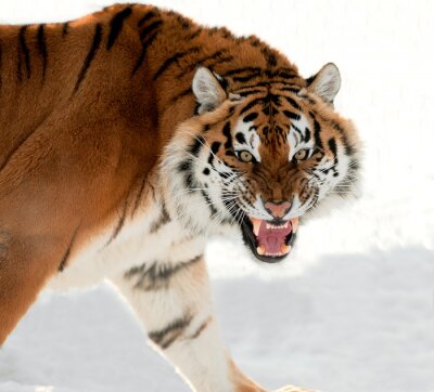 Sticker Wildtiere Tiger mit entblößten Stoßzähnen