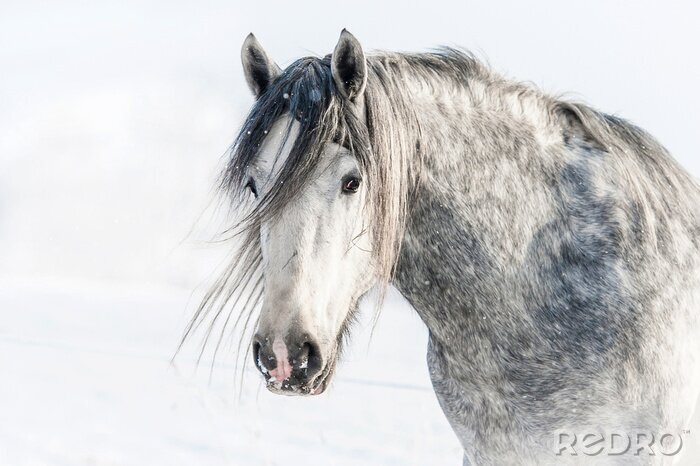 Sticker Winterporträt eines pferdes