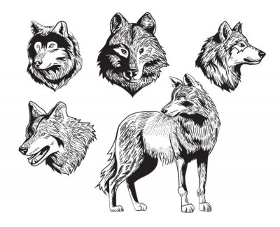 Wölfe unterschiedliche Gesichtsausdrücke Emotionen