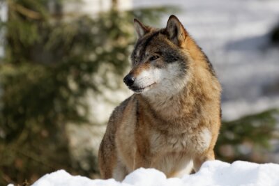 Wolf Winter und Natur
