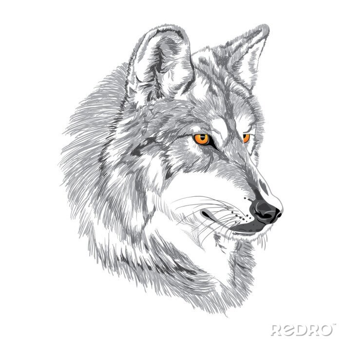 Sticker Wolfskopf mit goldenen Augen im Cartoon-Stil