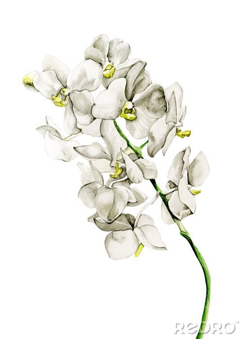 Sticker Белая орхидея