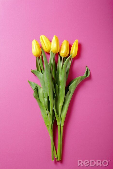 Sticker Fünf gelbe Tulpen auf einem rosa Hintergrund 