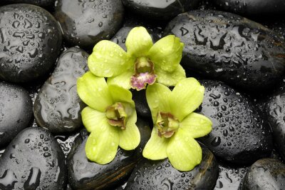 Sticker Grüne Orchidee und Zen-Steine ​​mit Wassertropfen