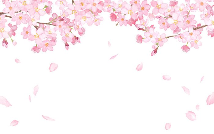 Sticker 桜と散る花びらのフレーム　水彩イラストトレースベクター