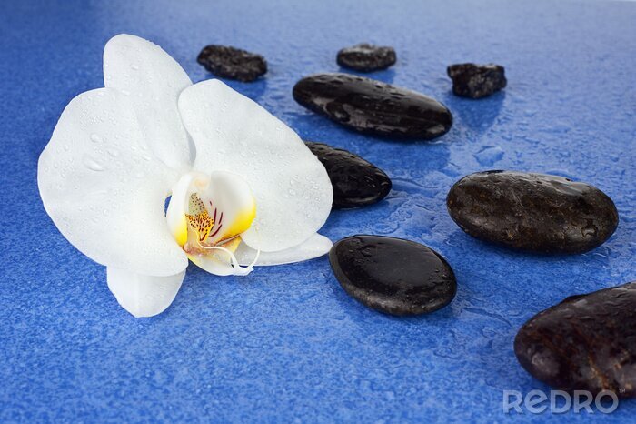 Sticker Schwarz Spa Steine ​​und weiße Orchidee Blumen auf blauem Hintergrund.