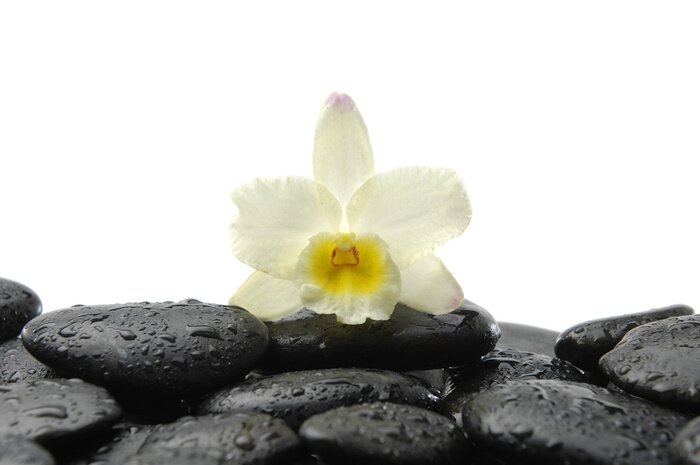 Sticker schwarzen Steine ​​und Orchidee mit Reflexion