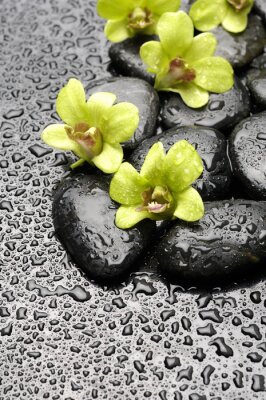 Set grüne Orchidee und Zen-Steine ​​mit Wassertropfen
