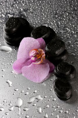 Spa Steine ​​und Orchidee Blume, auf nassen grauen Hintergrund.
