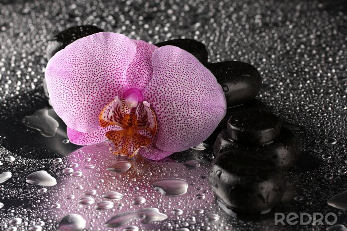 Sticker Spa Steine ​​und Orchidee Blume, auf nassen grauen Hintergrund.