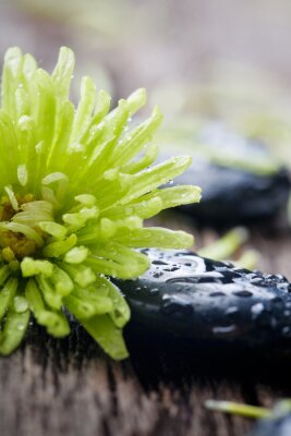 Sticker Steine ​​mit Wassertropfen