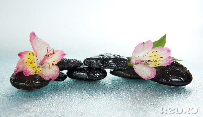 Sticker Steine ​​und Inkalilien Blume im Wassertropfen