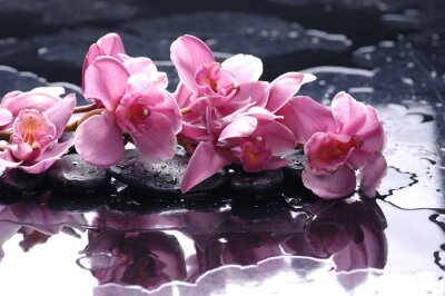 Zen Steine ​​und rosa Orchidee mit Wassertropfen