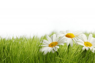 Zarte Gänseblümchen im Gras