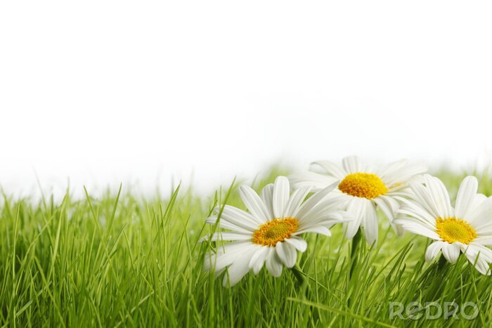 Sticker Zarte Gänseblümchen im Gras