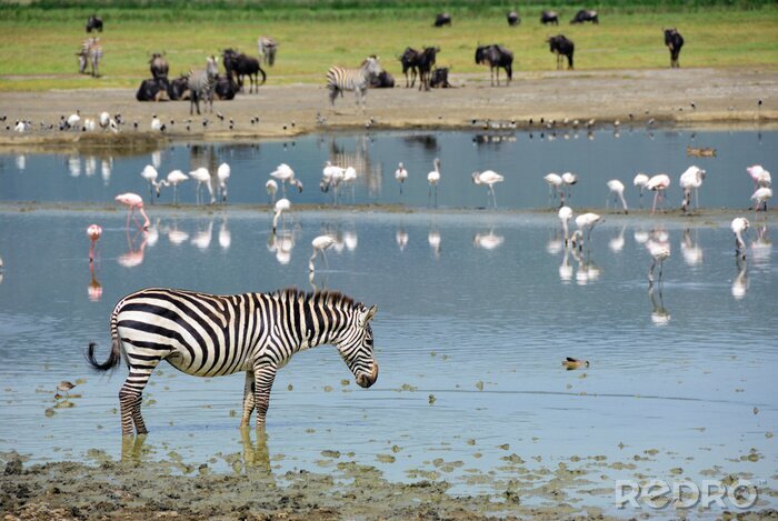 Sticker Zebra an einem Fluss