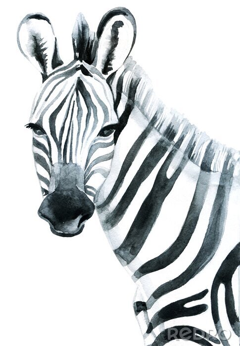 Sticker Zebra auf Aquarell