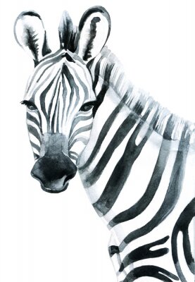Sticker Zebra auf Aquarell